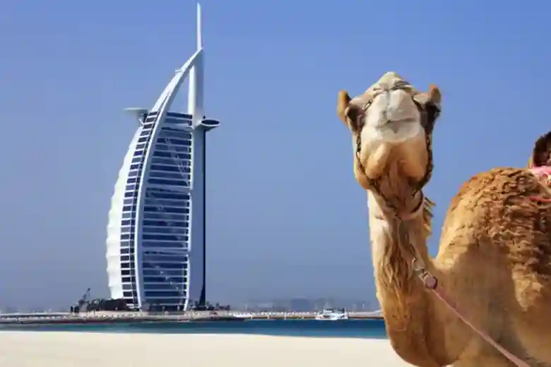 camel near burj al arab hotel