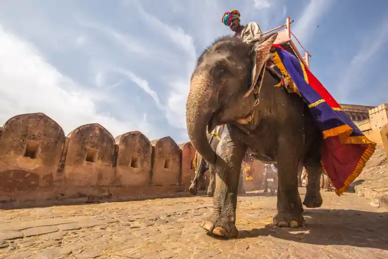 elephant in jaipur