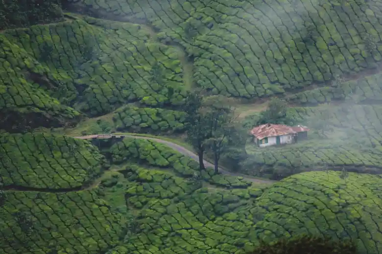 fields in kerala