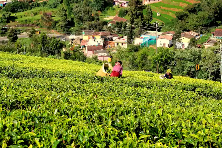 ooty tea field